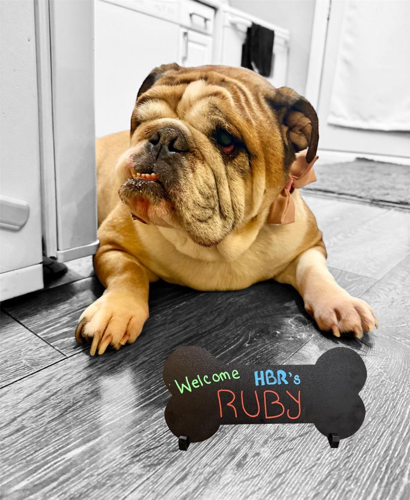 Enlarge Ruby, a Adoptable English Bulldog in Toronto, ON image 1/1