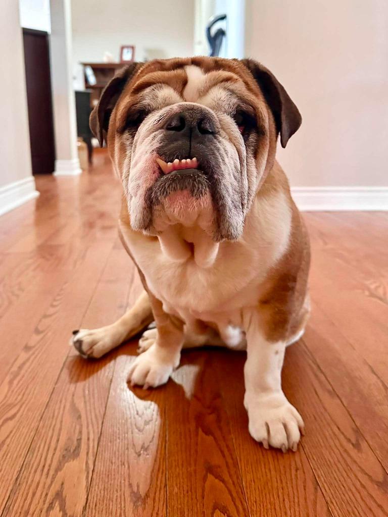 Ruby, Adoptable, Adult Female English Bulldog.