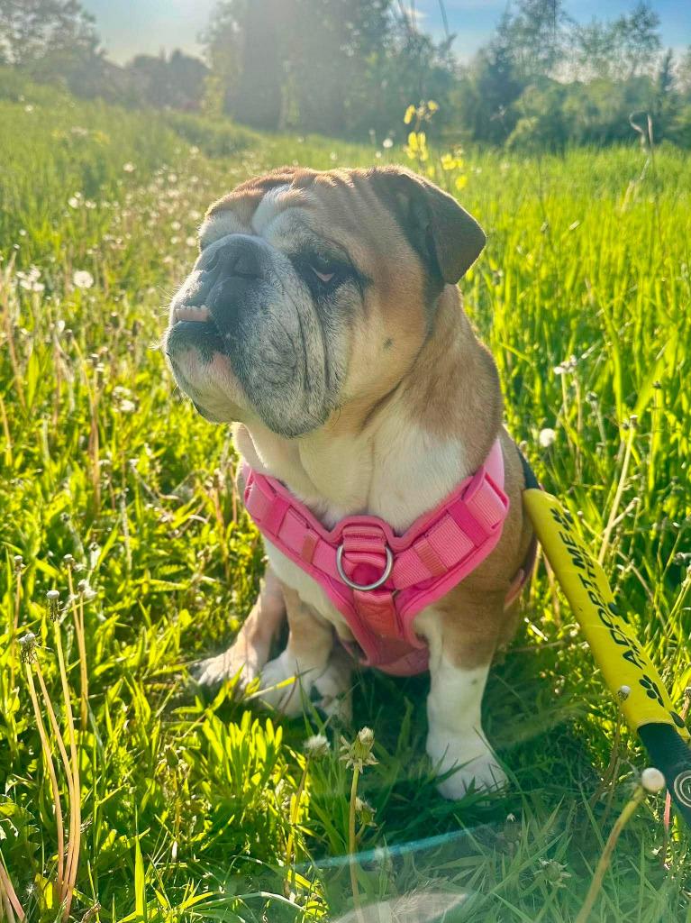 Ruby, a Adoptable English Bulldog in Toronto, ON image 2/4