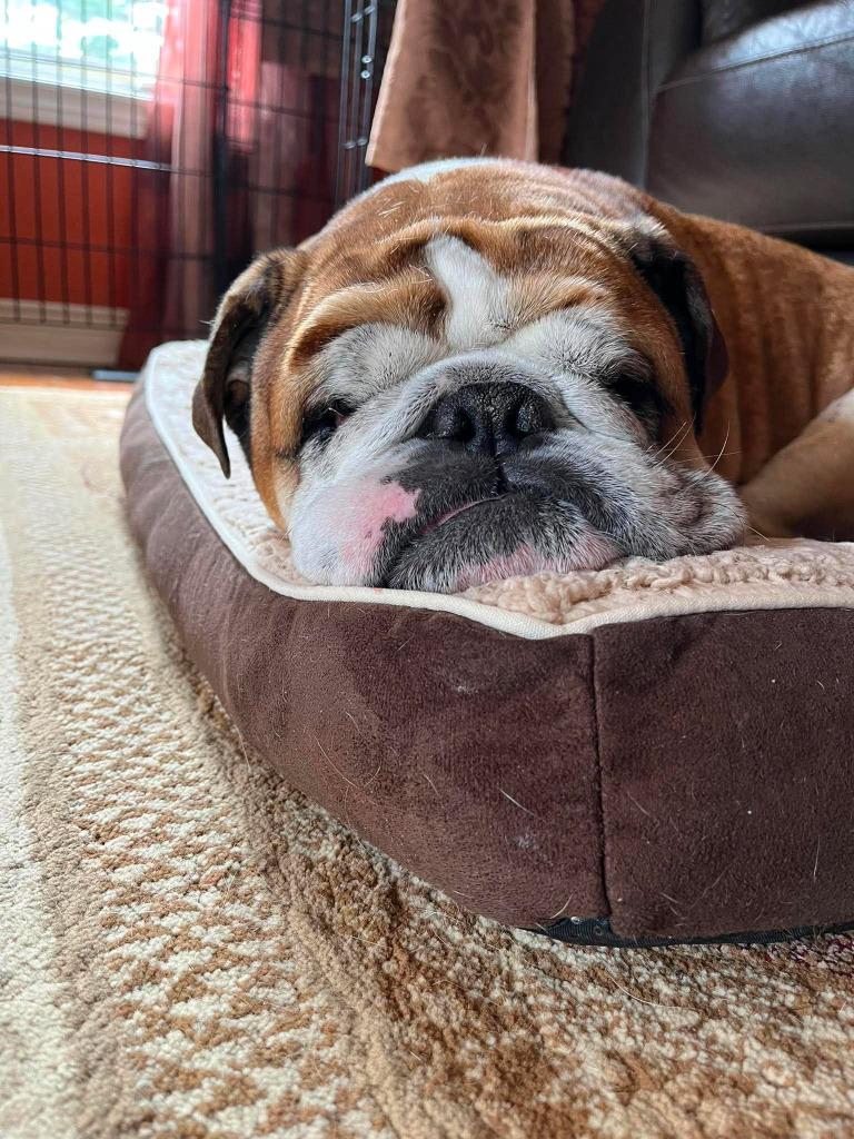 Ruby, a Adoptable English Bulldog in Toronto, ON image 3/4