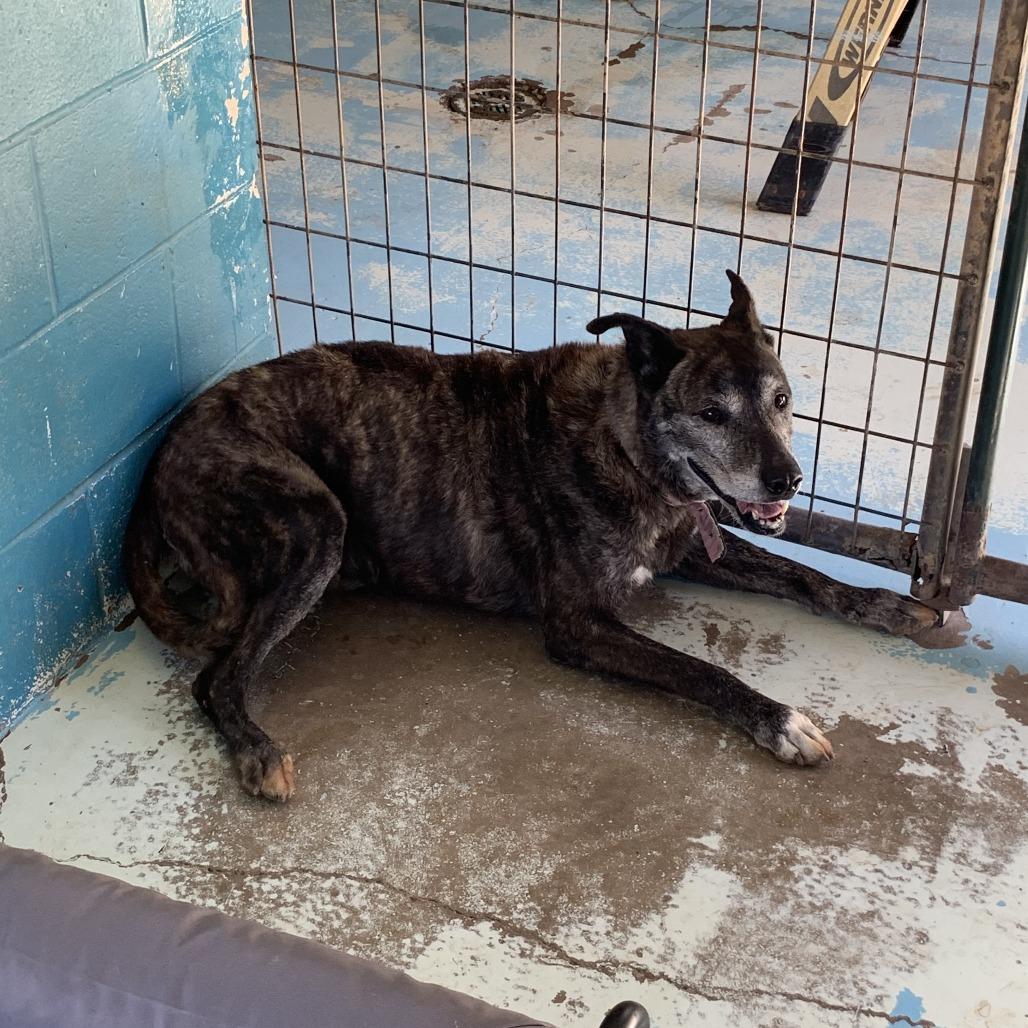 Zoey, Adoptable, Senior Female Dutch Shepherd.