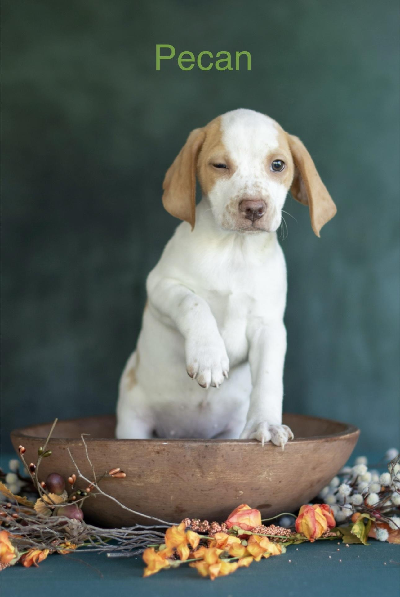 Pecan
