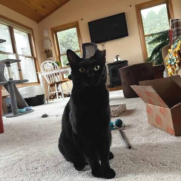 Winnie, Adoptable, Adult Female Domestic Short Hair.