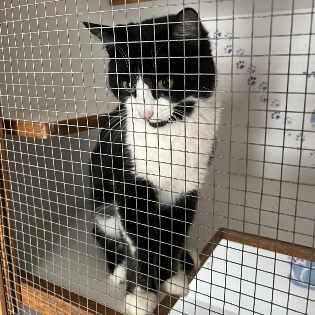 Enlarge Stripe, a Adoptable Domestic Short Hair in Bangor, ME image 1/2