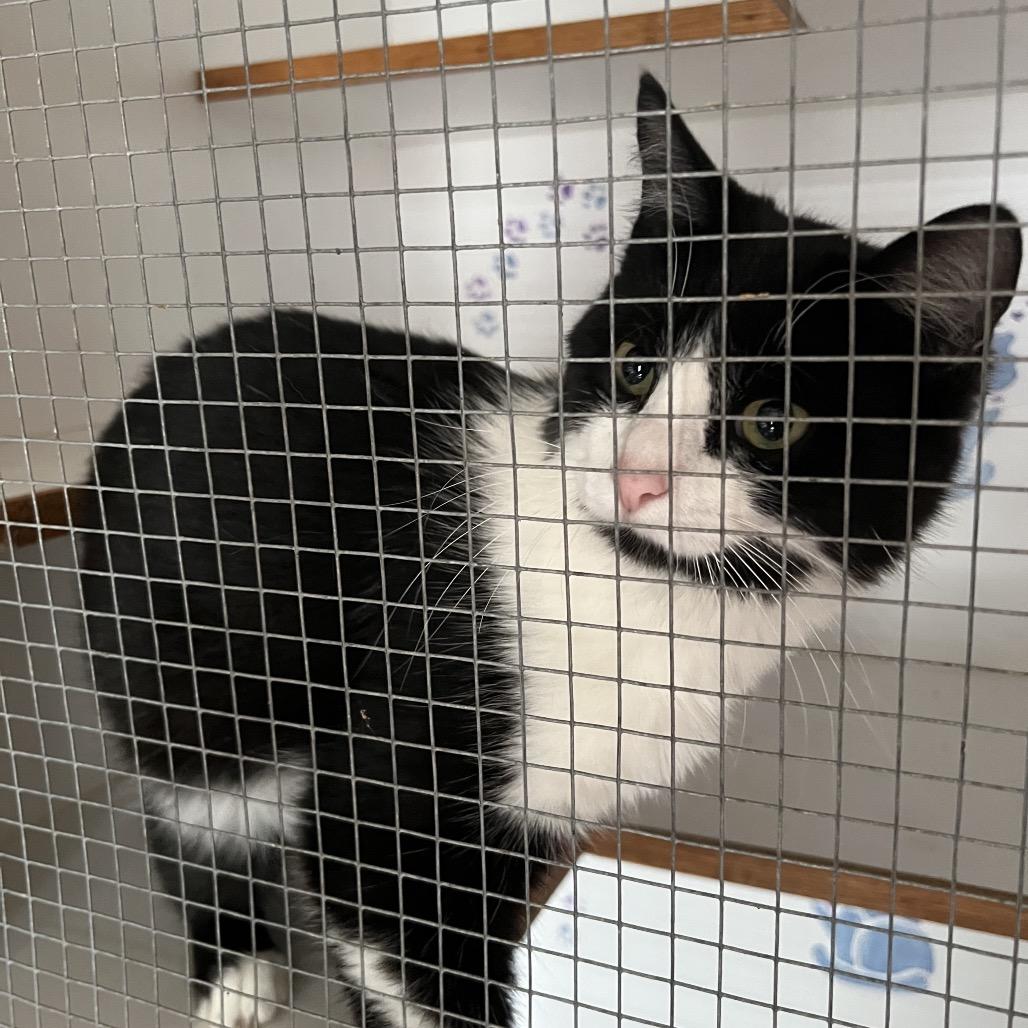 Enlarge Stripe, a Adoptable Domestic Short Hair in Bangor, ME image 2/2