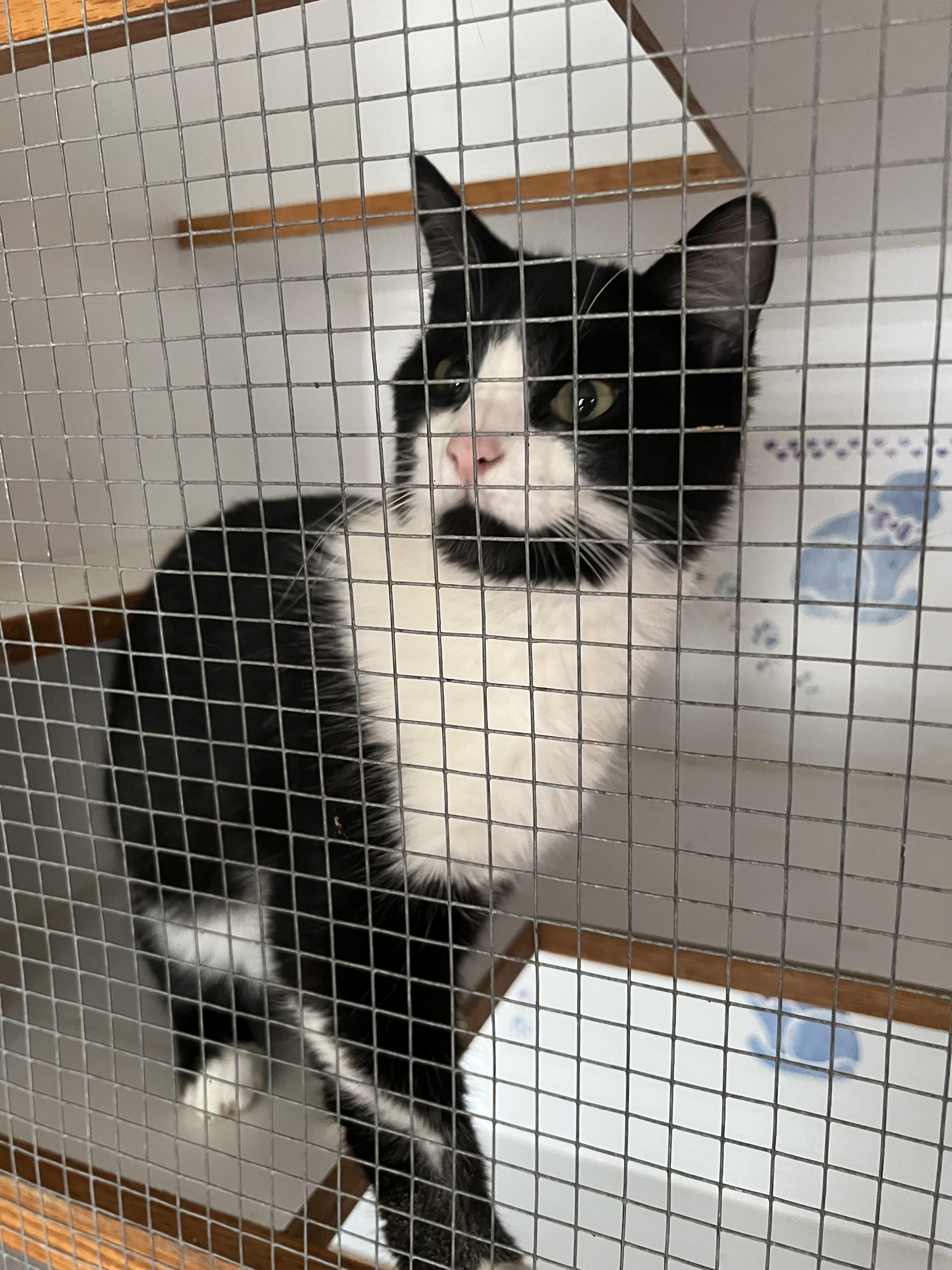 Stripe, an adoptable Domestic Short Hair in Bangor, ME, 04401 | Photo Image 1