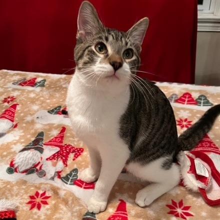 Enlarge Jules, a Adoptable Domestic Short Hair in Manhattan, IL image 1/1