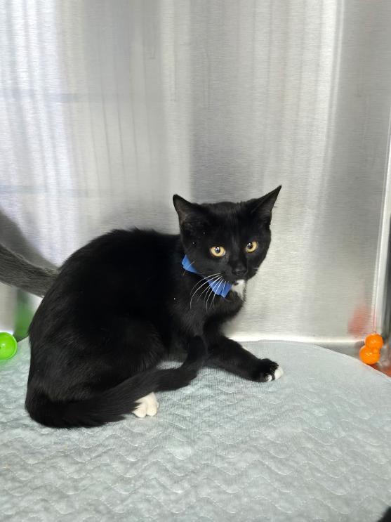 Enlarge Ella, a Adoptable Domestic Short Hair in Mount Vernon, OH image 1/1