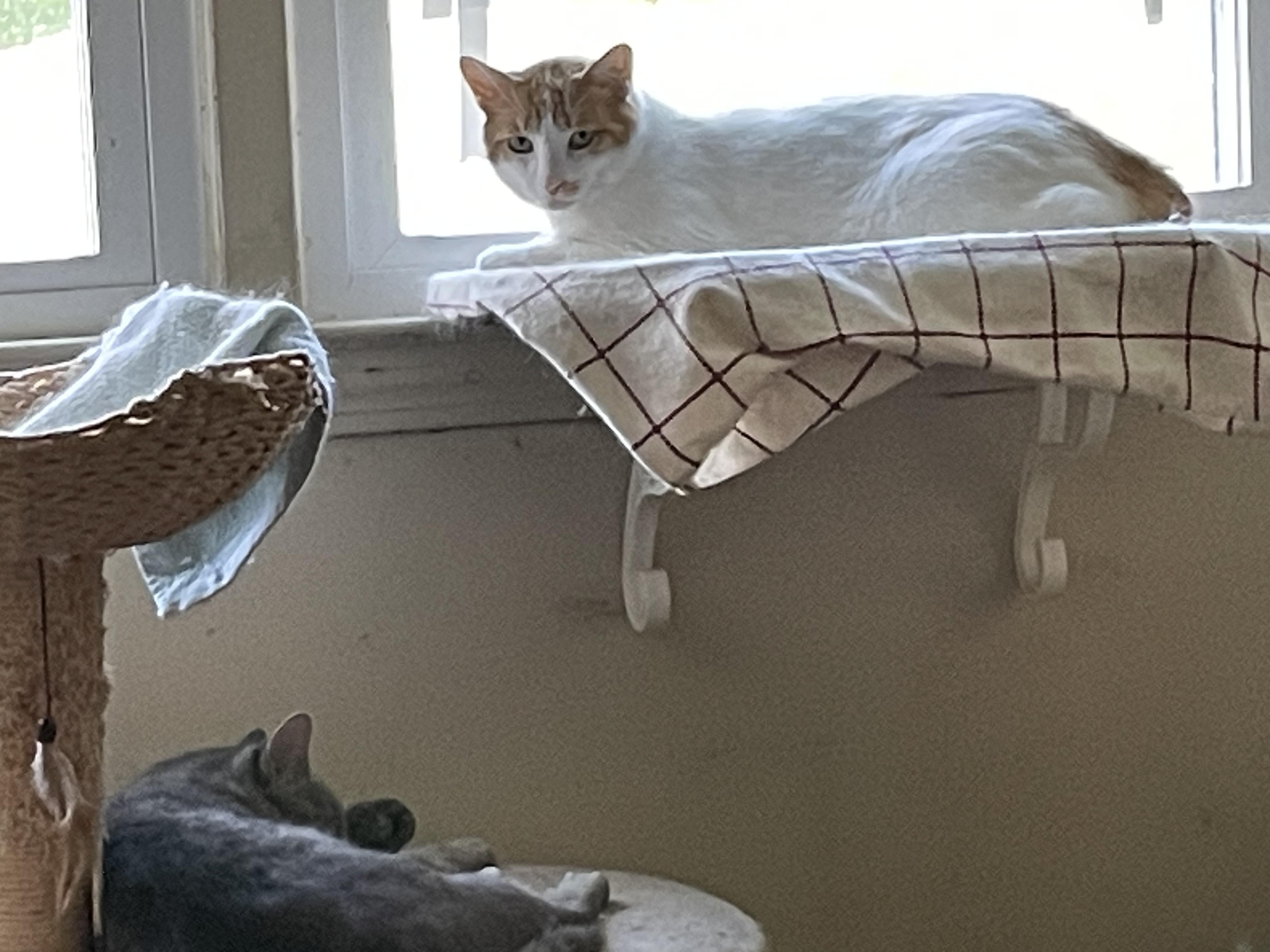 Enlarge Sammie and Tiger (bonded brothers), a ADOPTABLE Domestic Short Hair in New Britain, CT image 6/6
