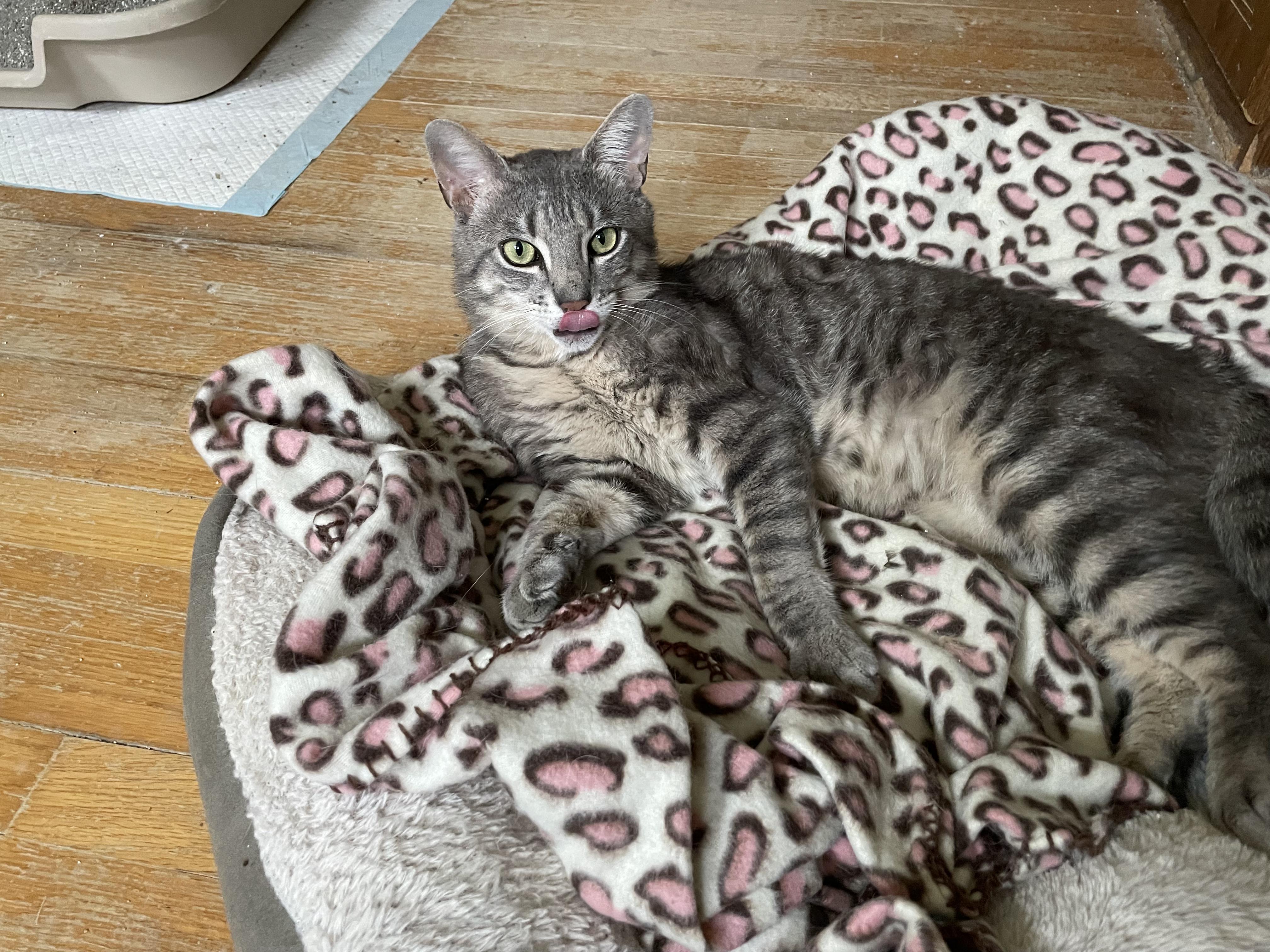 Enlarge Sammie and Tiger (bonded brothers), a ADOPTABLE Domestic Short Hair in New Britain, CT image 2/6