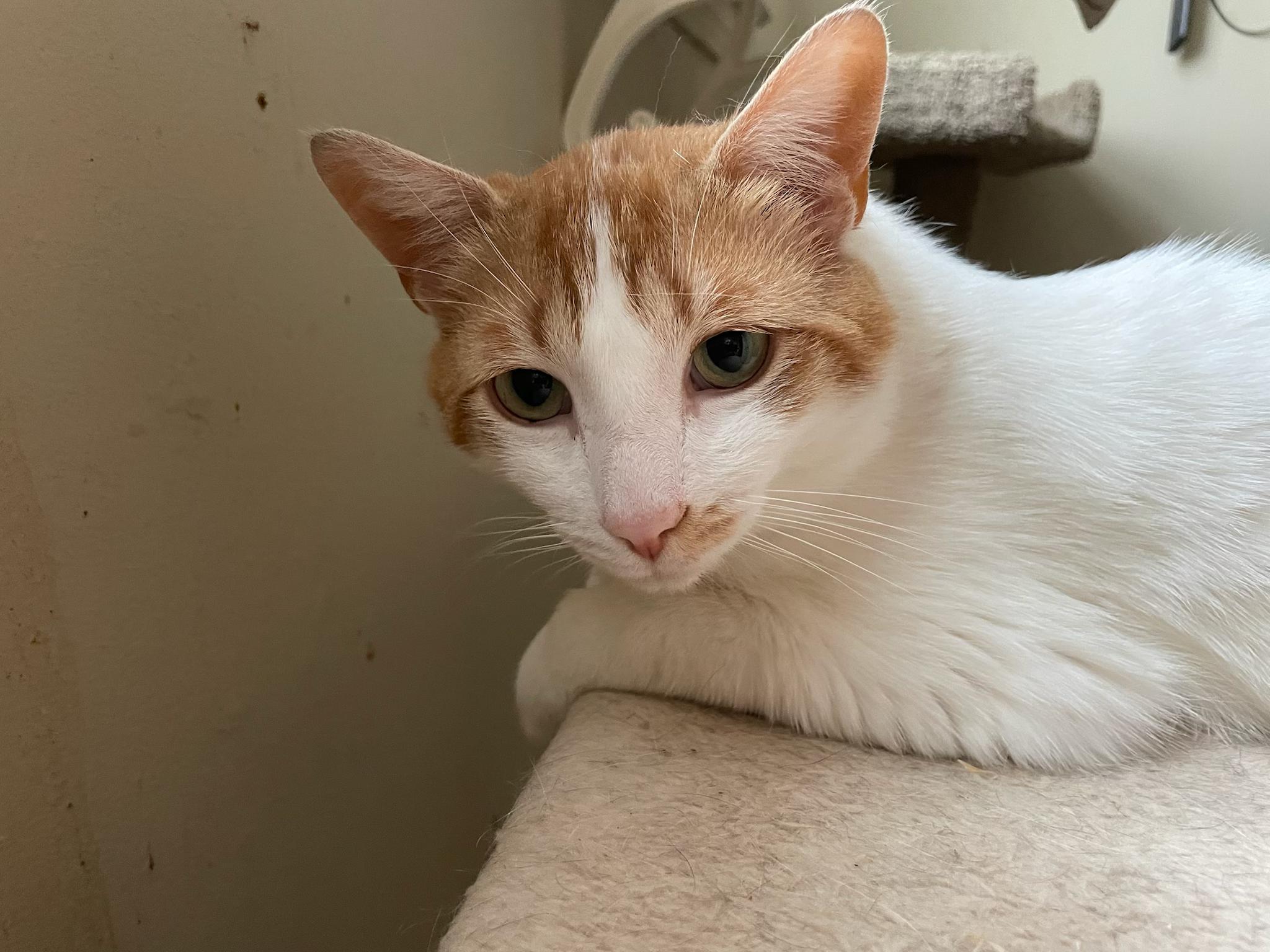 Sammie and Tiger (bonded brothers), ADOPTABLE, Young Male Domestic Short Hair.