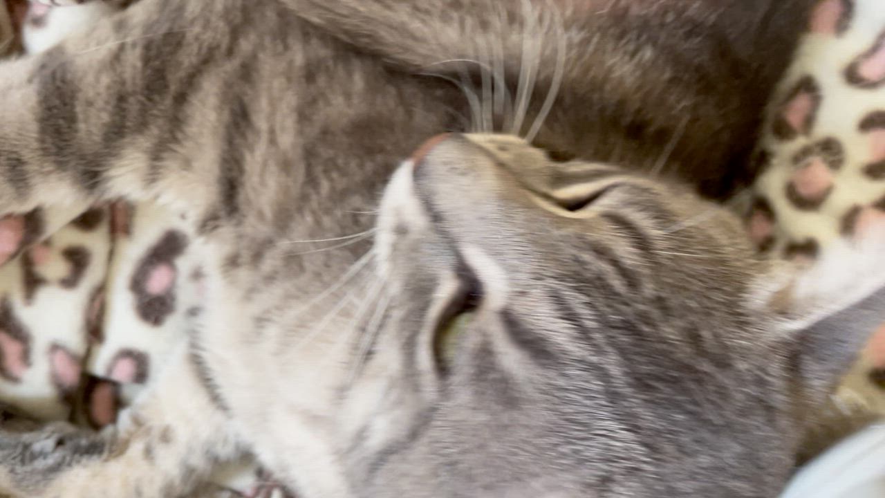 Enlarge Sammie and Tiger (bonded brothers), a ADOPTABLE Domestic Short Hair in New Britain, CT video 4/6