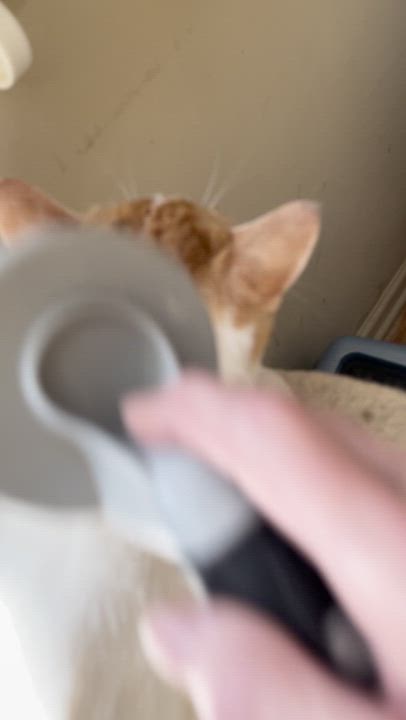 Enlarge Sammie and Tiger (bonded brothers), a ADOPTABLE Domestic Short Hair in New Britain, CT video 3/6