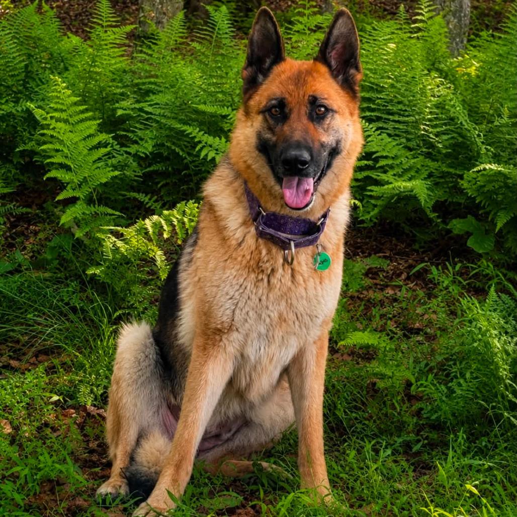 Rosie (26-218), Adoptable, Senior Female German Shepherd Dog.