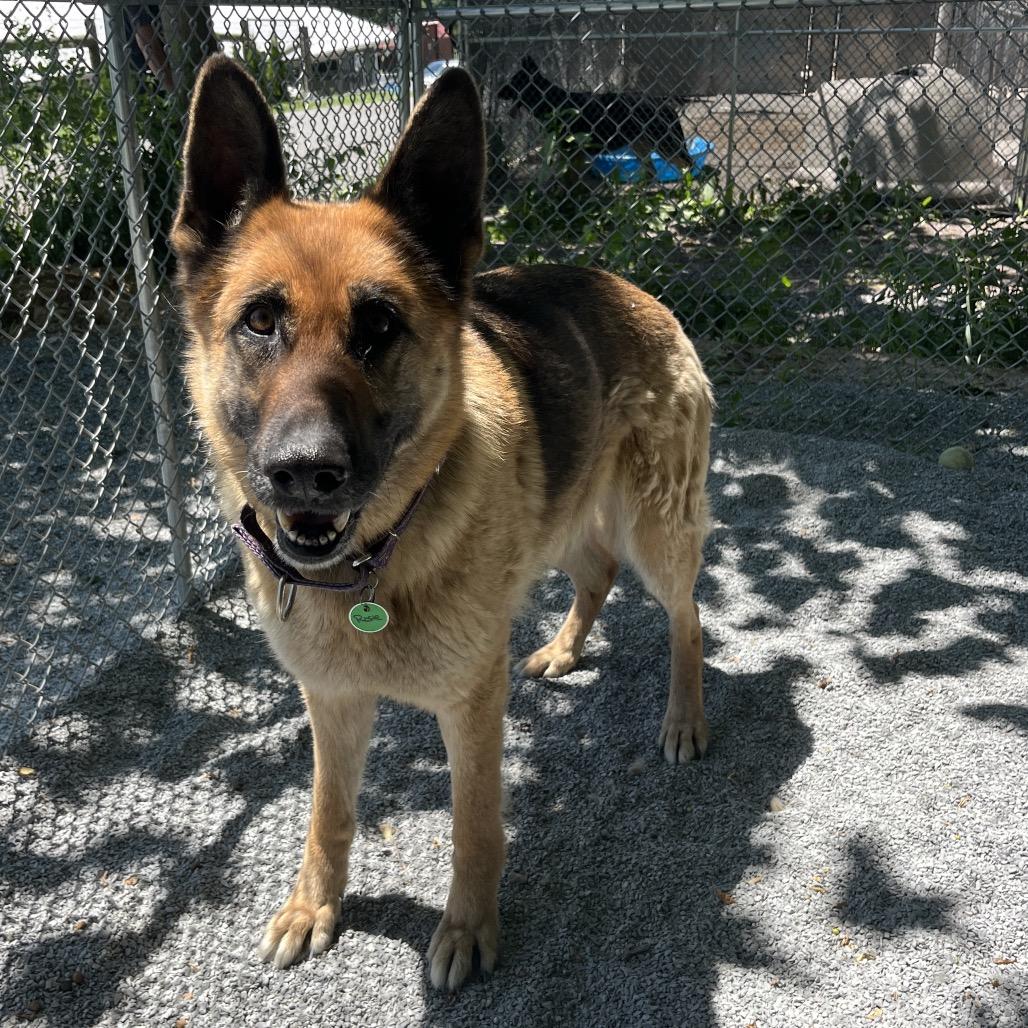 Enlarge Rosie (26-218), a Adoptable German Shepherd Dog in New Ringgold, PA image 2/6