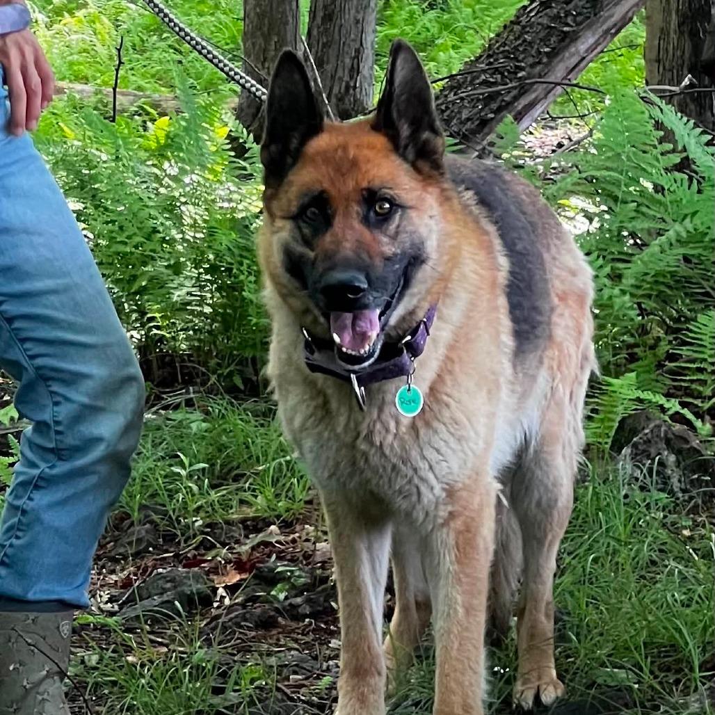 Enlarge Rosie (26-218), a Adoptable German Shepherd Dog in New Ringgold, PA image 3/6