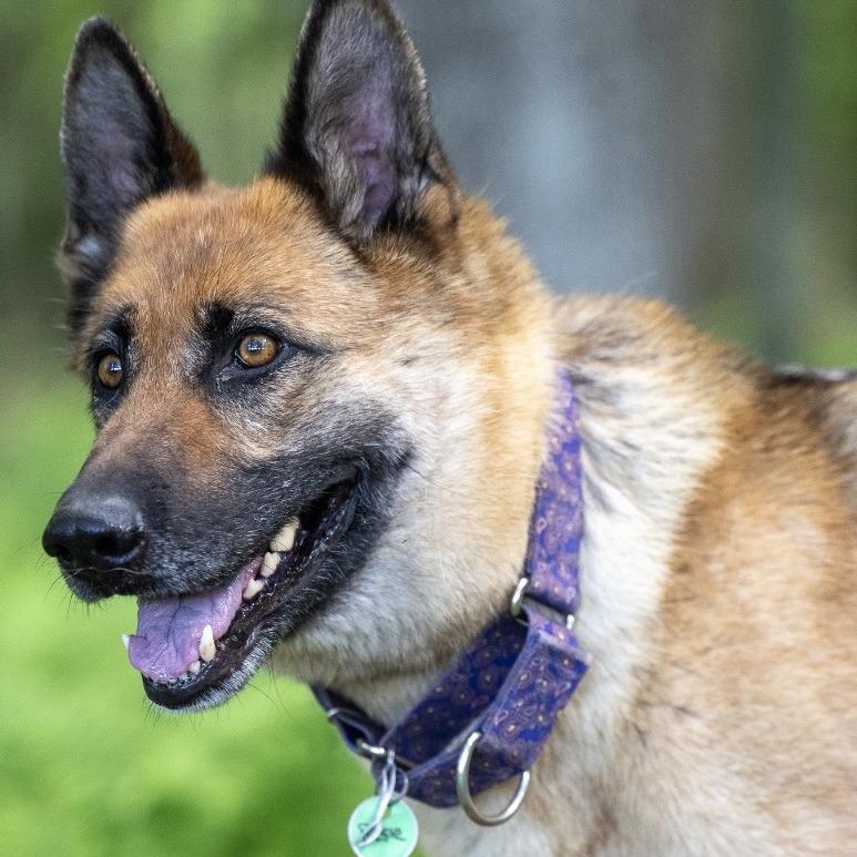 Enlarge Rosie (26-218), a Adoptable German Shepherd Dog in New Ringgold, PA image 4/6