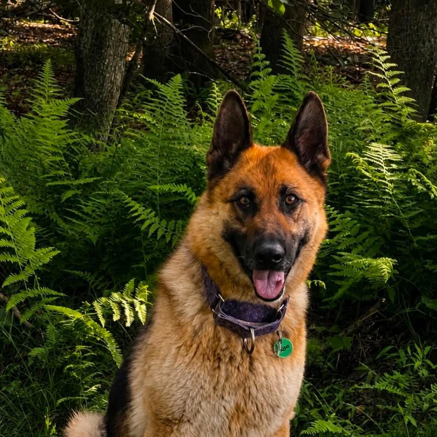 Enlarge Rosie (26-218), a Adoptable German Shepherd Dog in New Ringgold, PA image 5/6