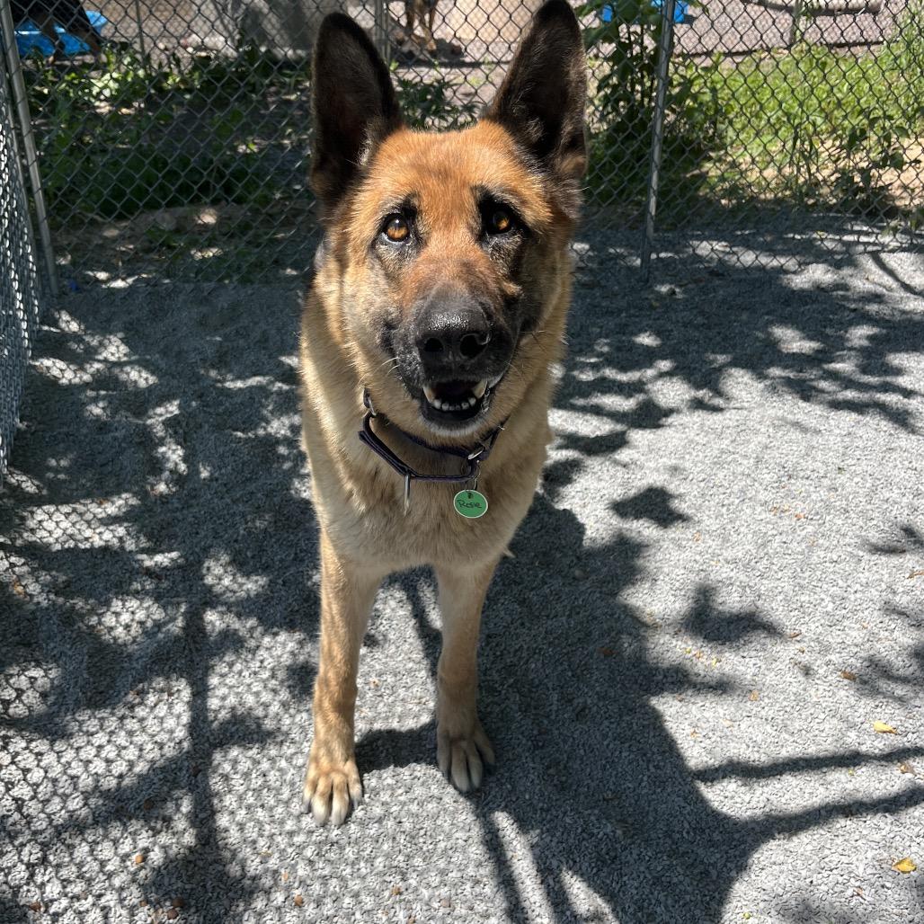 Enlarge Rosie (26-218), a Adoptable German Shepherd Dog in New Ringgold, PA image 6/6
