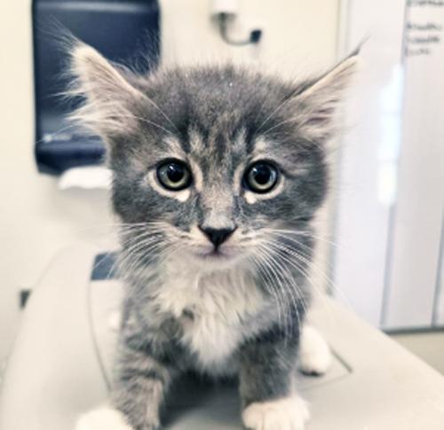 Enlarge SCRAMBLE - MY ADOPTION FEE IS HALF PRICE IN JUNE, an adopted Domestic Medium Hair in San Clemente, CA image 1/1