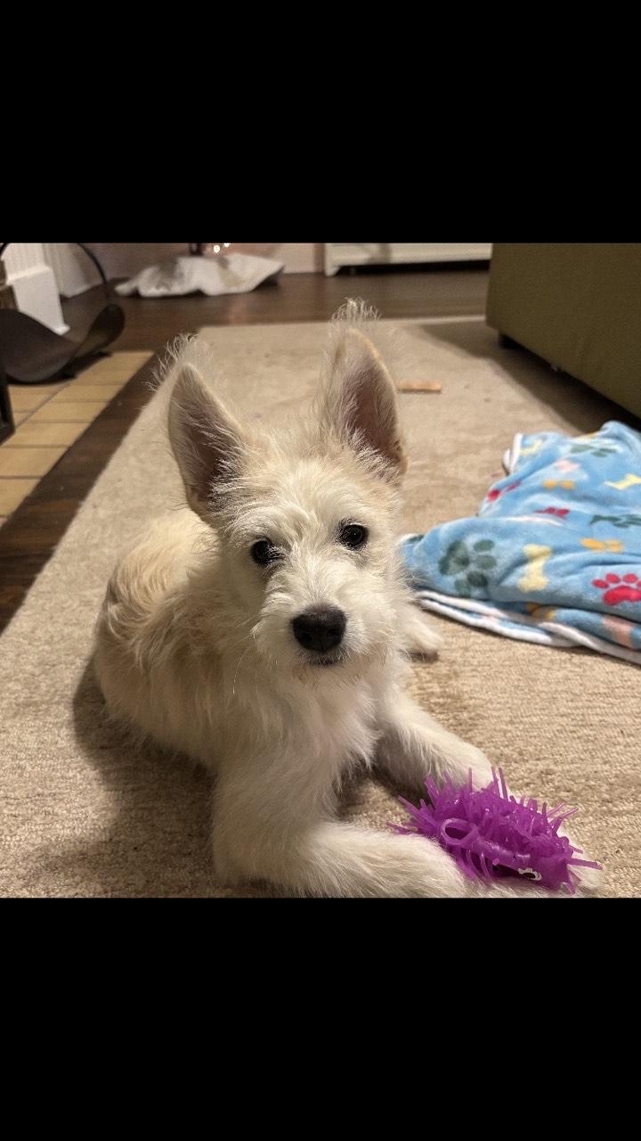 Enlarge chloe, a ADOPTABLE mixed breed in Pensacola, FL image 4/4