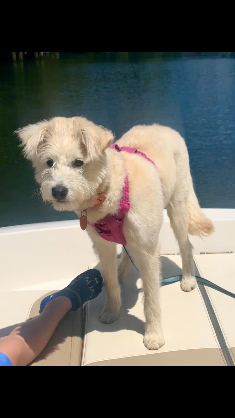 Enlarge chloe, an adoptable mixed breed in Pensacola, FL image 1/4