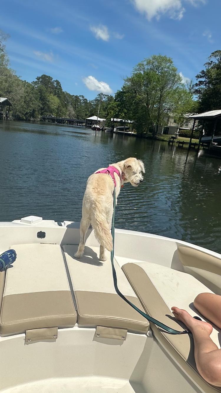 Enlarge chloe, an adoptable mixed breed in Pensacola, FL image 3/4