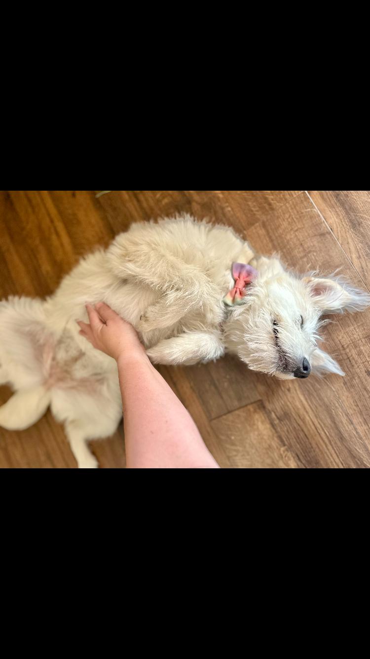 Enlarge chloe, an adoptable mixed breed in Pensacola, FL image 4/4