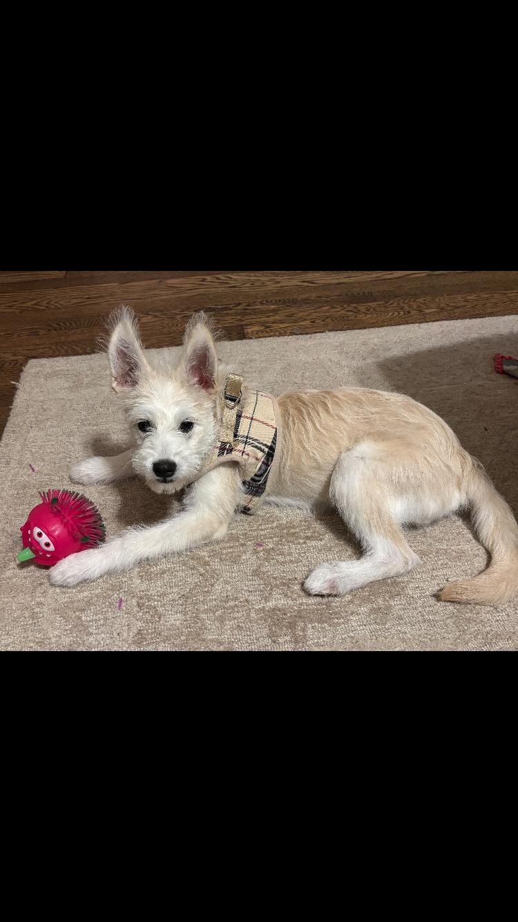 chloe, ADOPTABLE, Young Female Terrier.