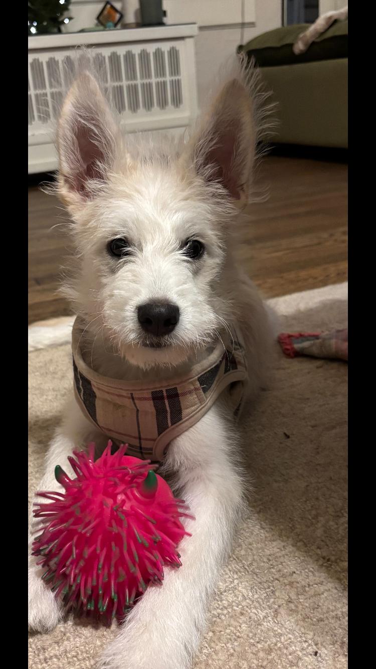 Enlarge chloe, a ADOPTABLE mixed breed in Pensacola, FL image 2/4