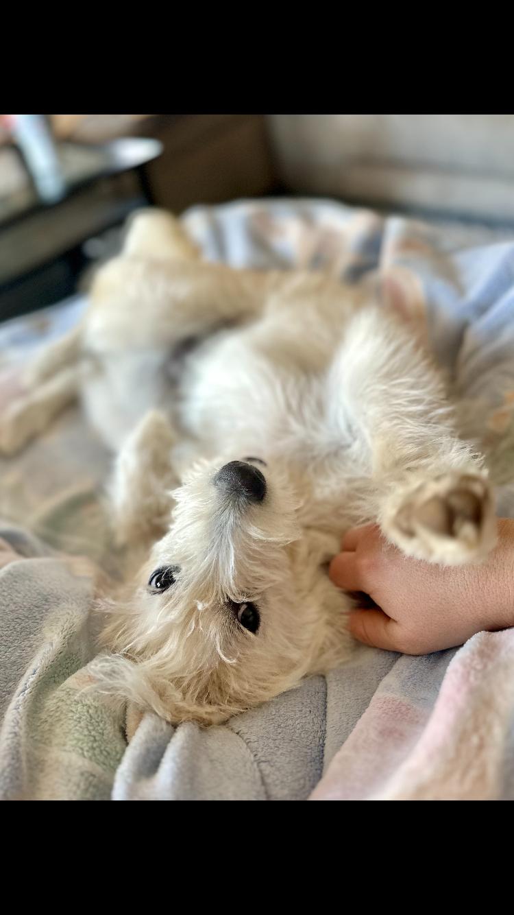 Enlarge chloe, an adoptable mixed breed in Pensacola, FL image 2/4