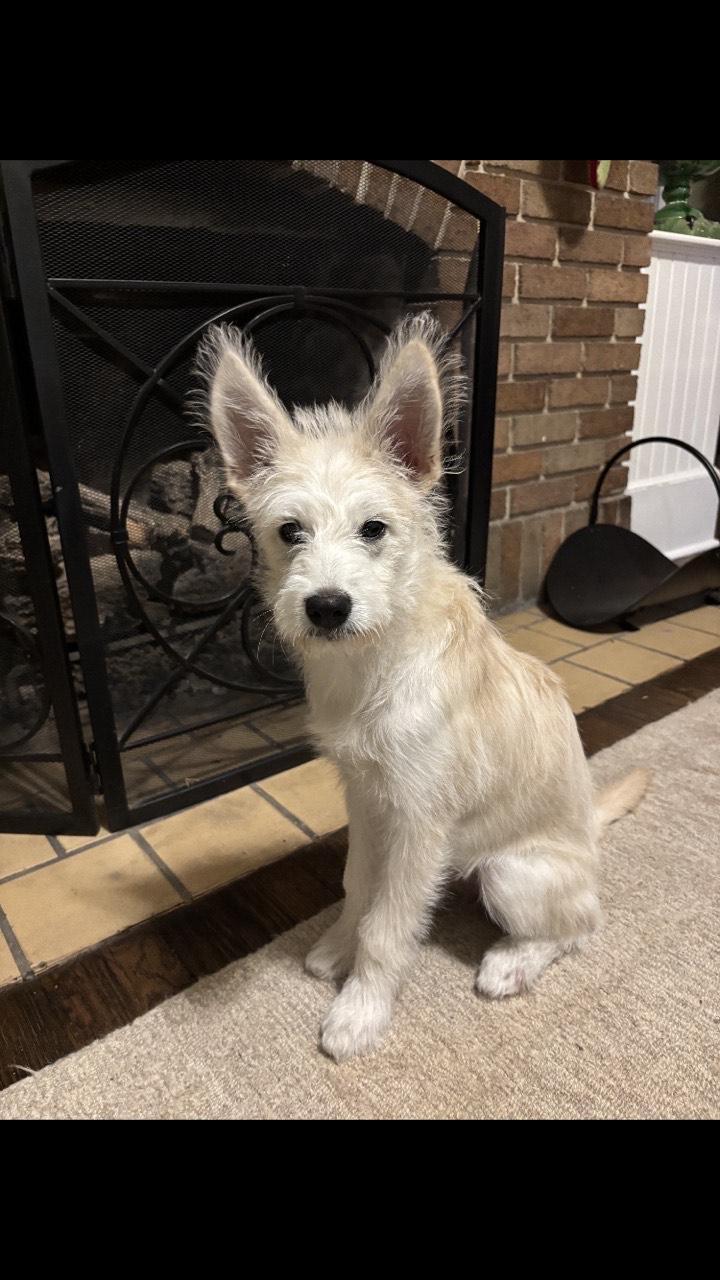 Enlarge chloe, a ADOPTABLE mixed breed in Pensacola, FL image 3/4