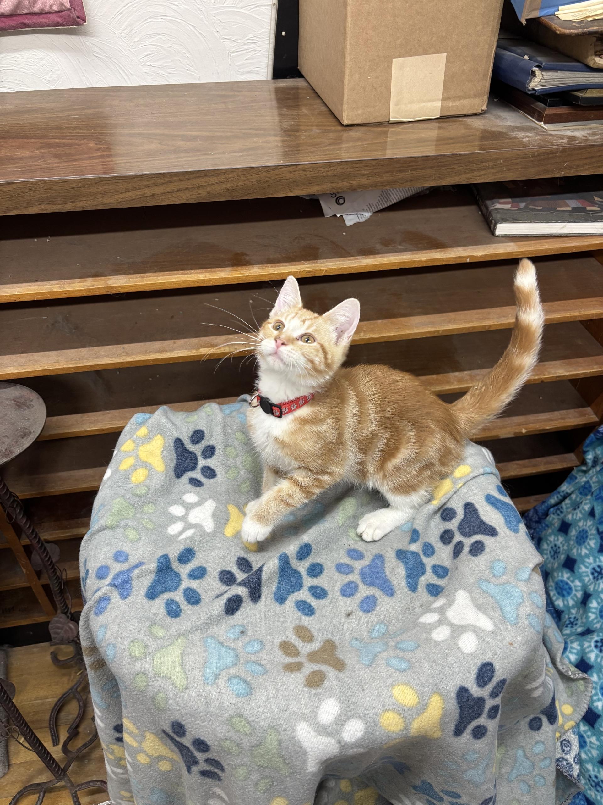 Mars, Adopted, Kitten Male Tabby.