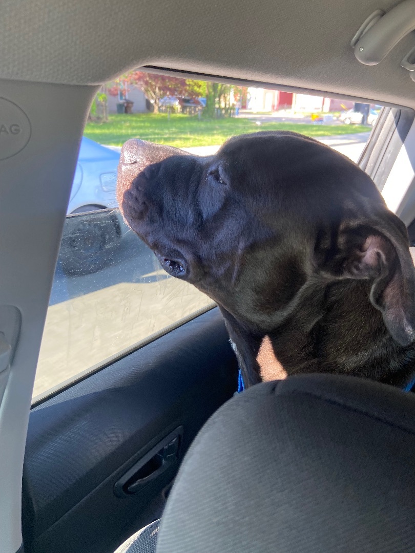 Blu, Adoptable, Adult Male Staffordshire Bull Terrier.