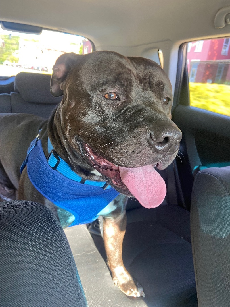 Blu, a Adoptable mixed breed in Covington, KY image 2/10