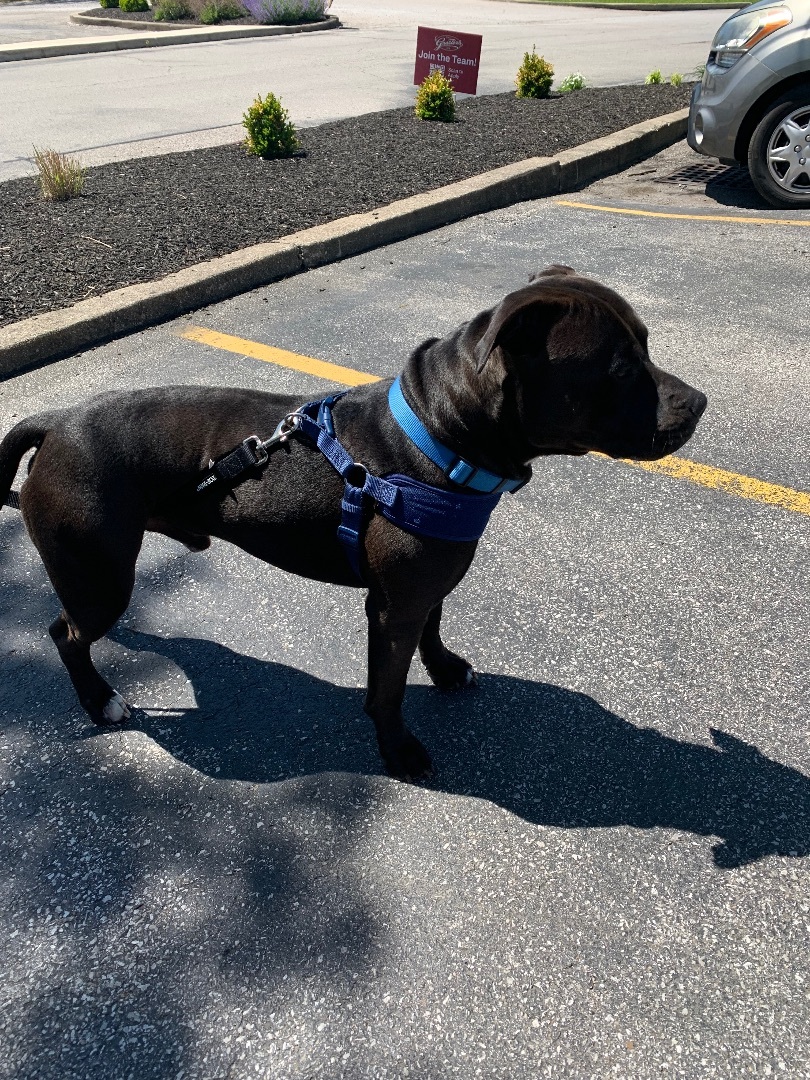 Blu, a Adoptable mixed breed in Covington, KY image 3/10