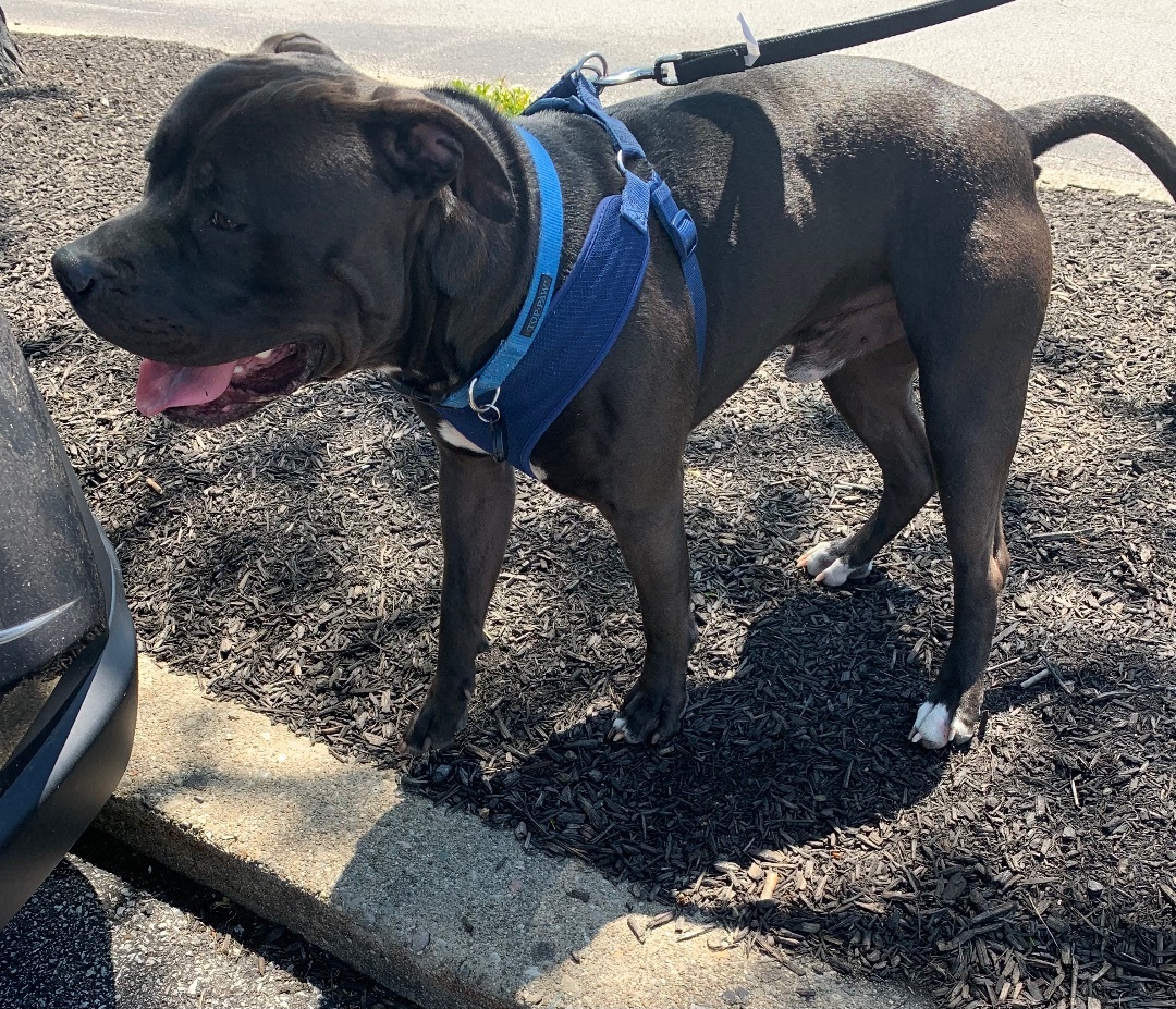 Blu, a Adoptable mixed breed in Covington, KY image 4/10