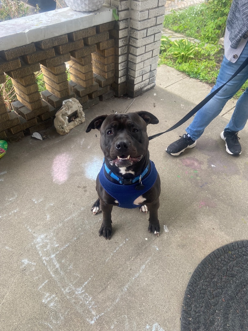 Blu, a Adoptable mixed breed in Covington, KY image 5/10