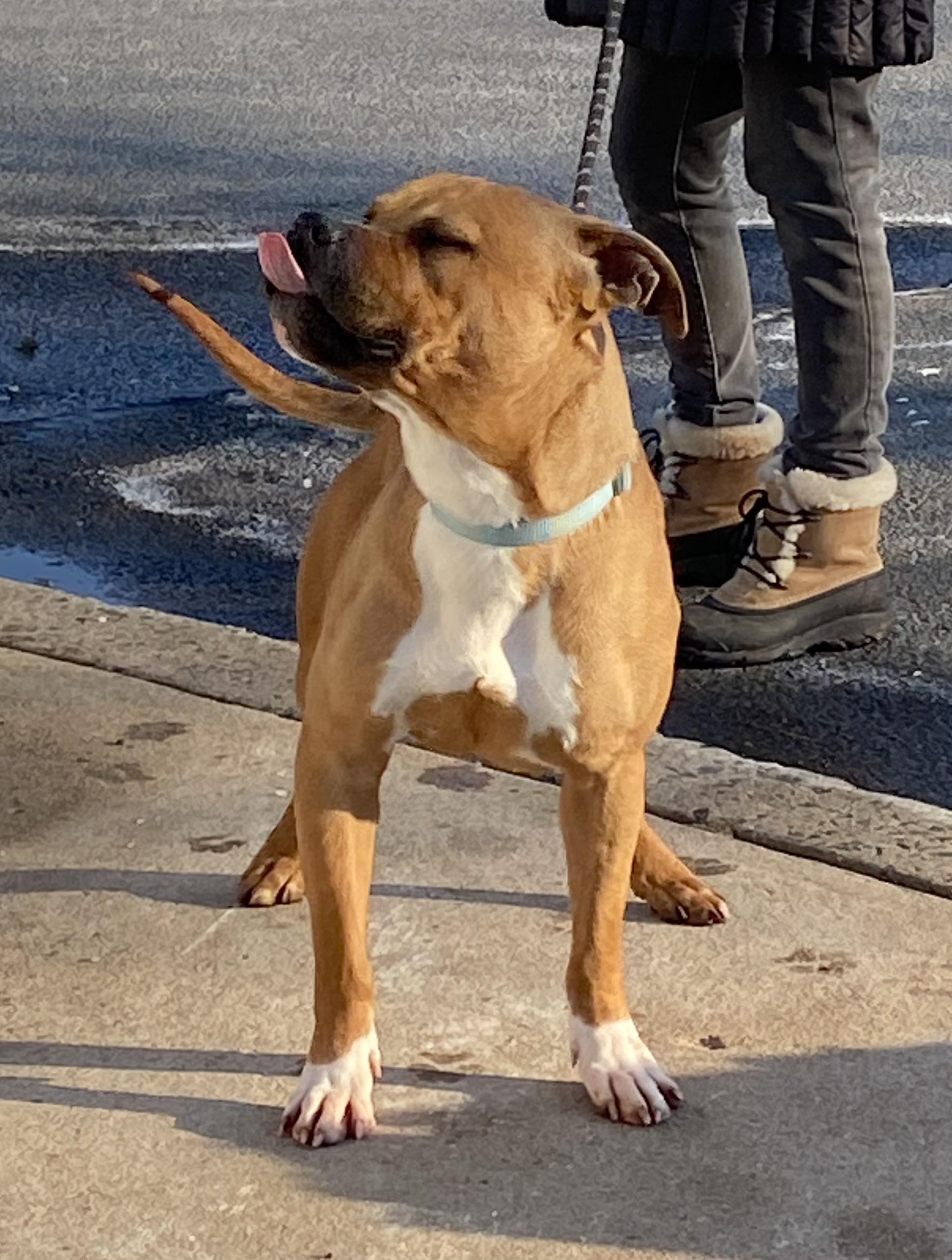 Enlarge Boris, a ADOPTABLE Pit Bull Terrier in Somerset, NJ image 4/4