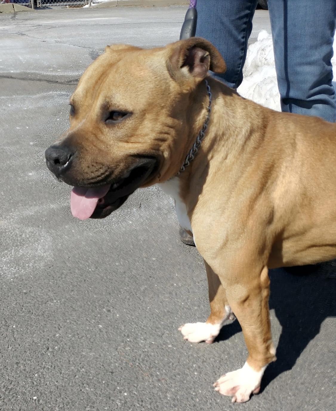 Enlarge Boris, a ADOPTABLE Pit Bull Terrier in Somerset, NJ image 2/4