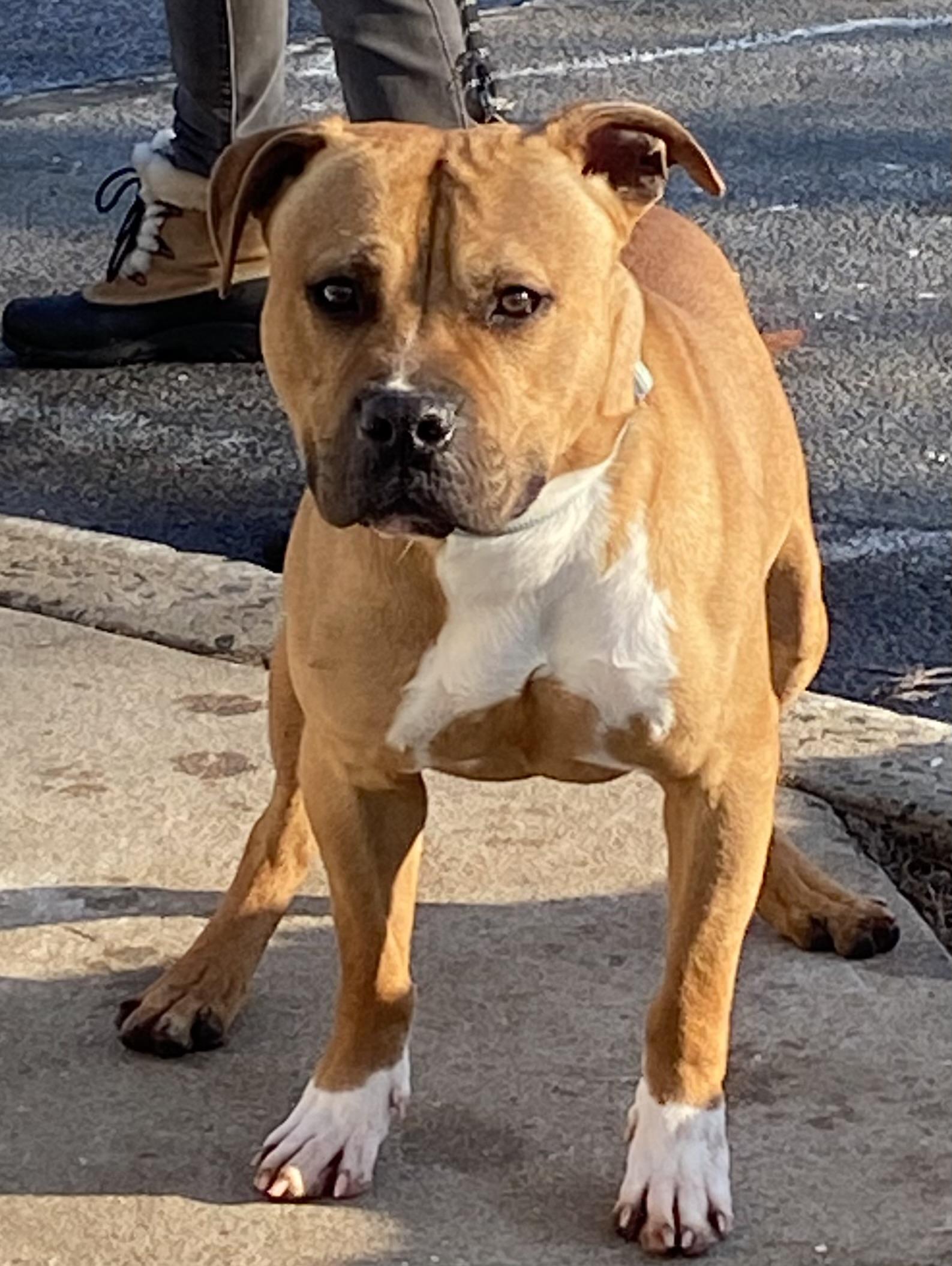 Enlarge Boris, a ADOPTABLE Pit Bull Terrier in Somerset, NJ image 3/4