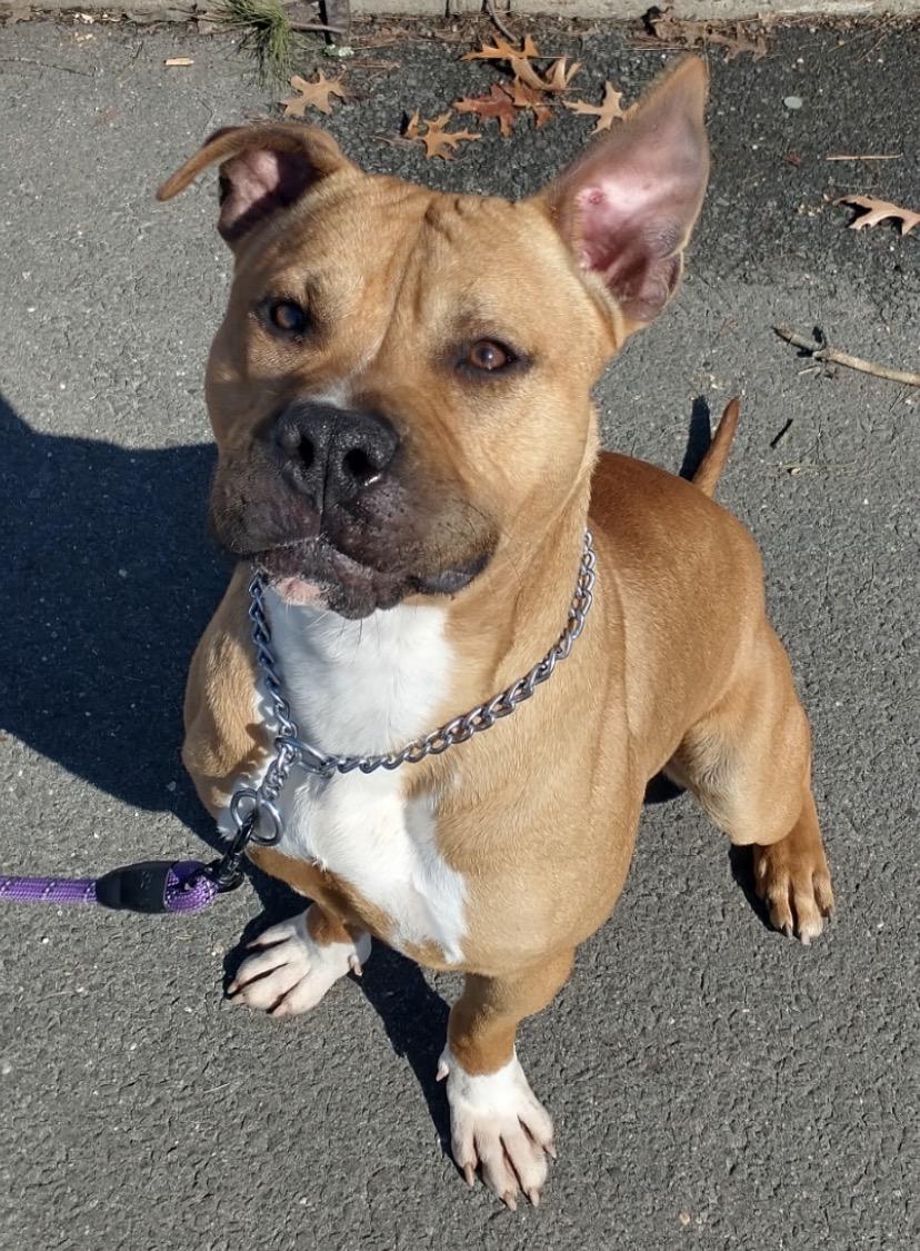 Boris, ADOPTABLE, Adult Male Pit Bull Terrier.