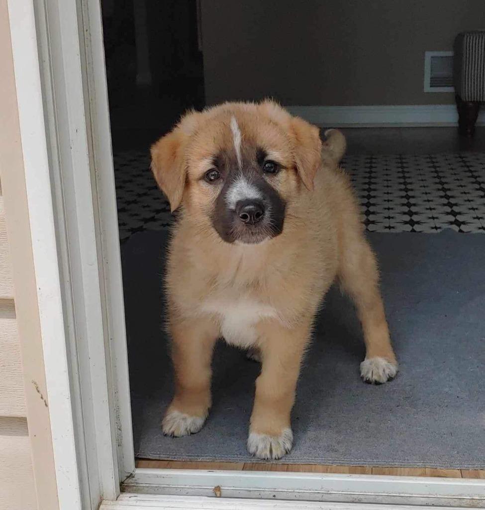 Enlarge Ava, a Adoptable mixed breed in Richfield, WI image 2/6