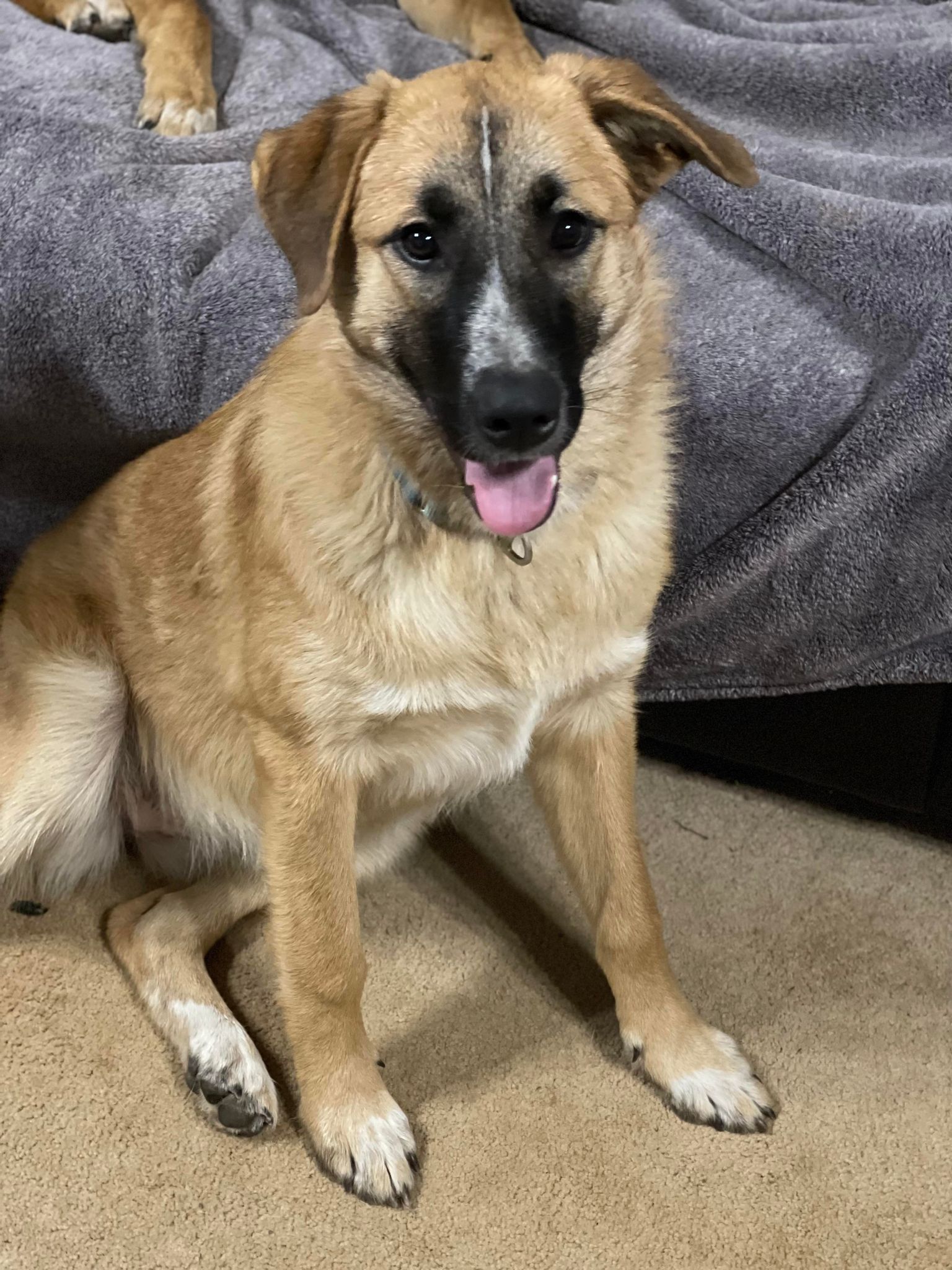 Ava, a Adoptable mixed breed in Richfield, WI image 1/11