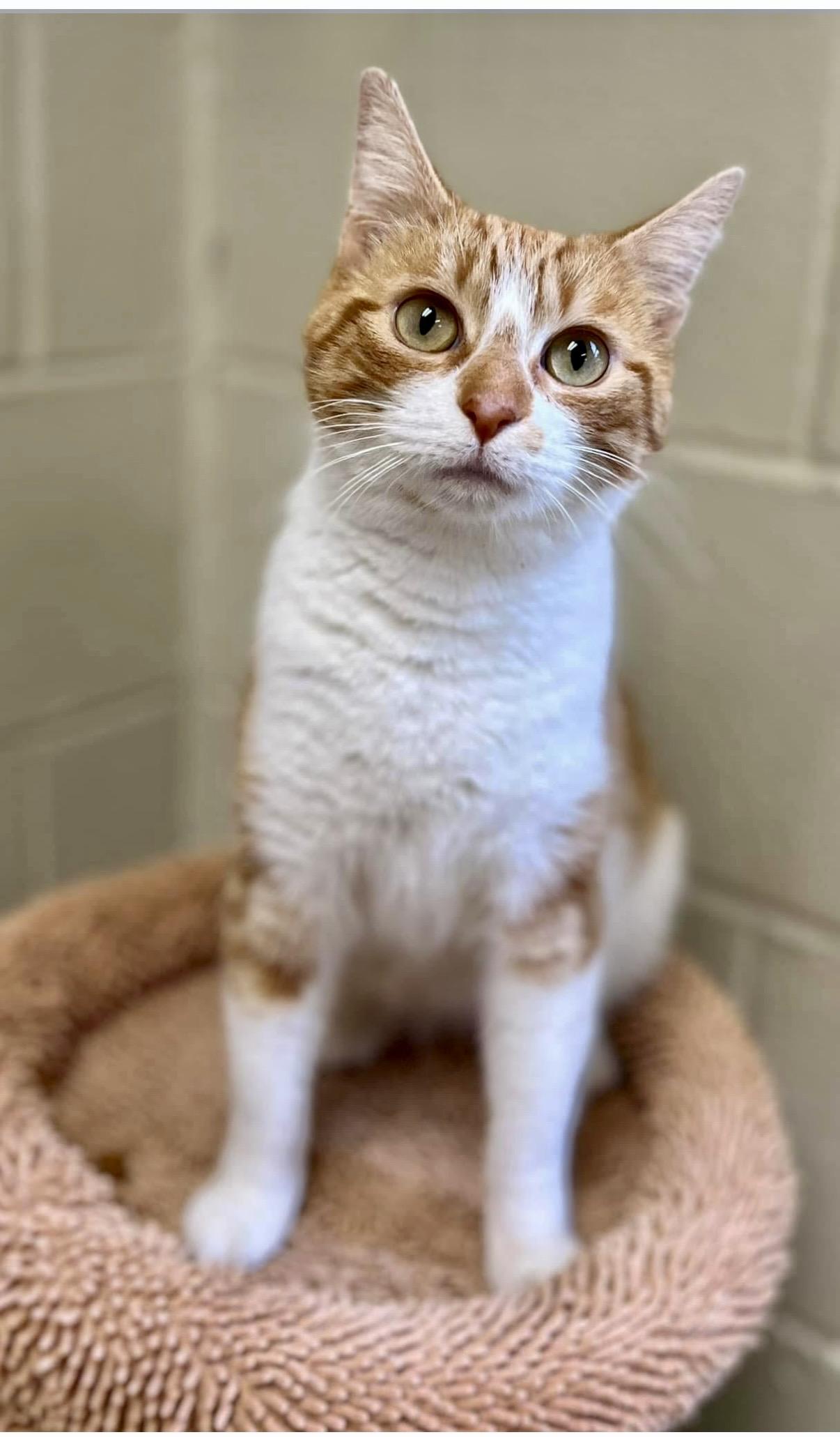 Clementine - Greensboro, GA, ADOPTABLE, Adult Female Domestic Short Hair.