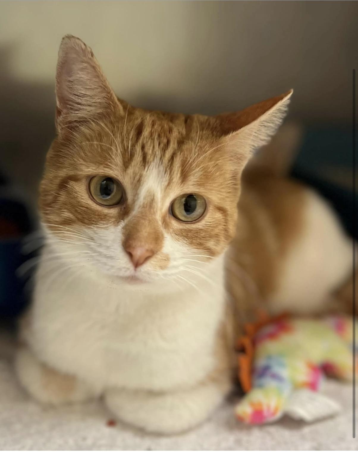 Enlarge Clementine - Greensboro, GA, a ADOPTABLE Domestic Short Hair in Greensboro, GA image 3/3