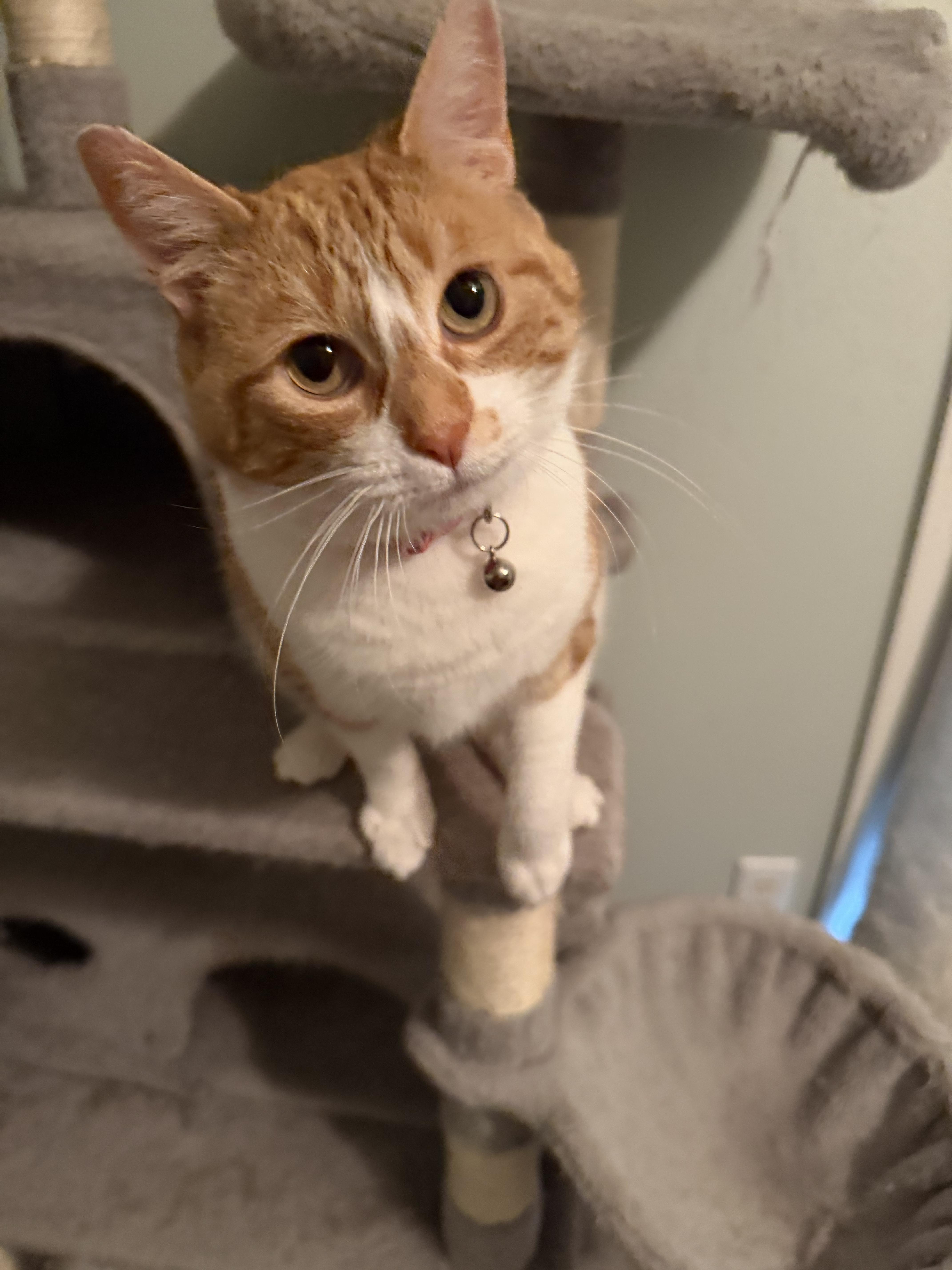 Enlarge Clementine - Greensboro, GA, a ADOPTABLE Domestic Short Hair in Greensboro, GA image 2/3