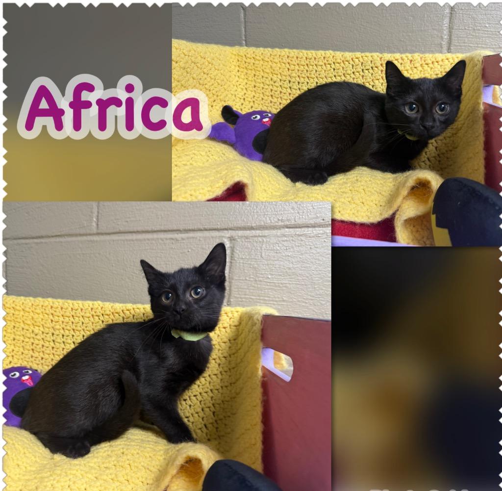 Africa, Adoptable, Kitten Female Domestic Short Hair.