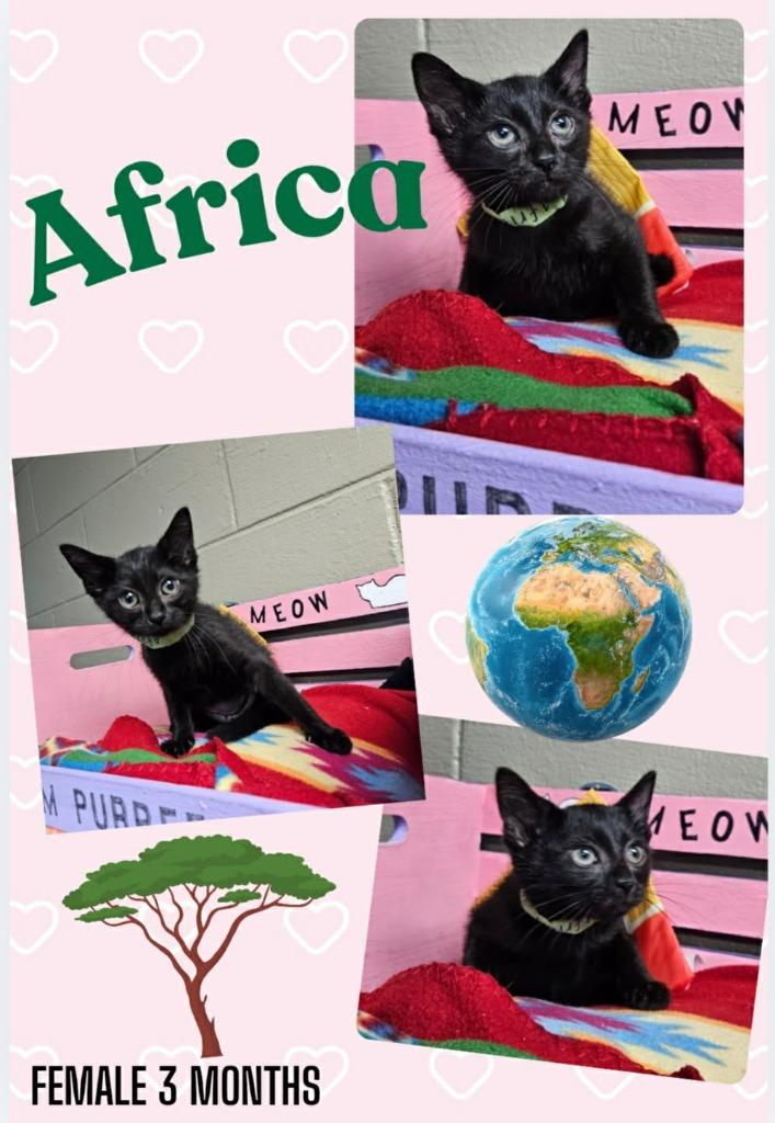 Africa, Adoptable, Kitten Female Domestic Short Hair.