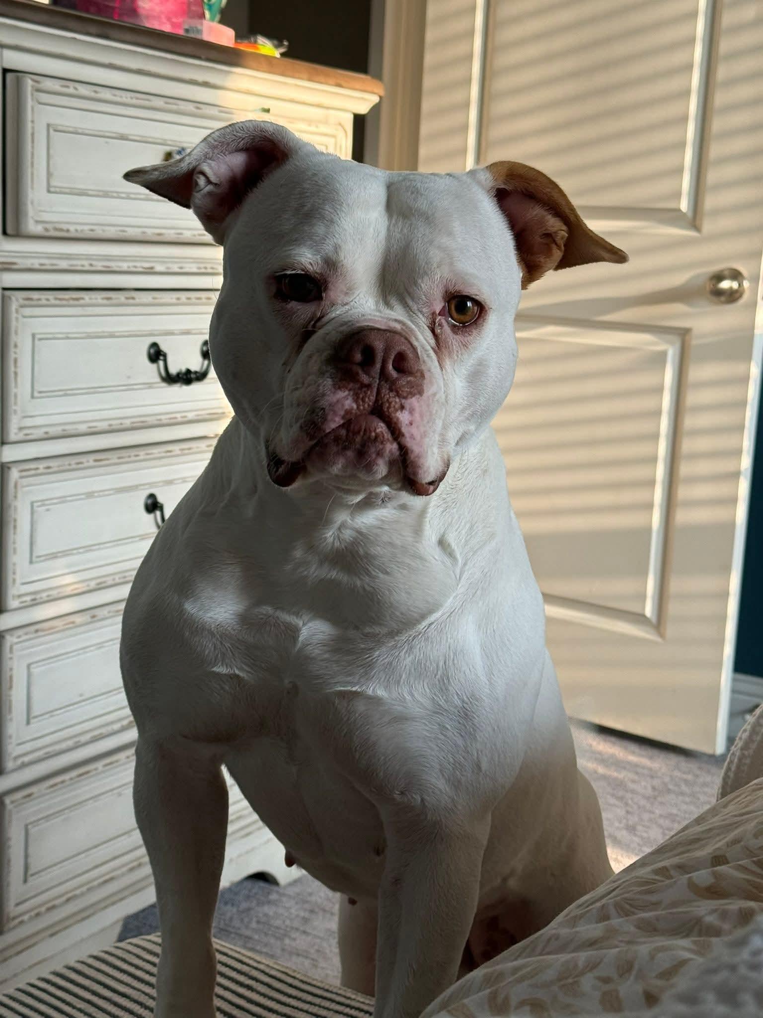 Koko, Adoptable, Adult Female Boxer.